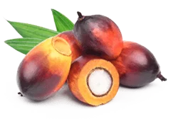 Palmitoylethanolamide (PEA)